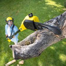 Best Pest Control for Lawns  in Fernley, NV